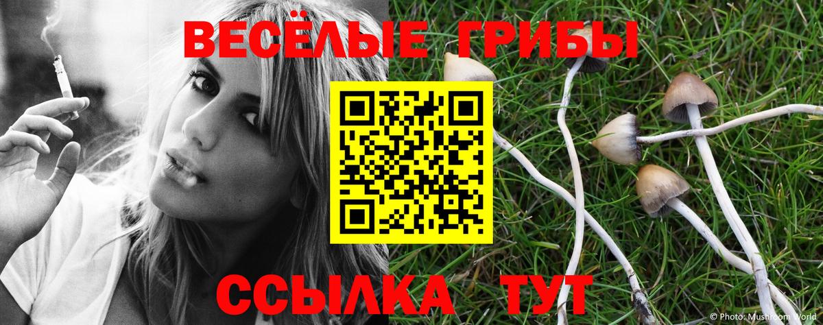 Псилоцибиновые грибы Psilocybe  Вход с VPN  Лесной 